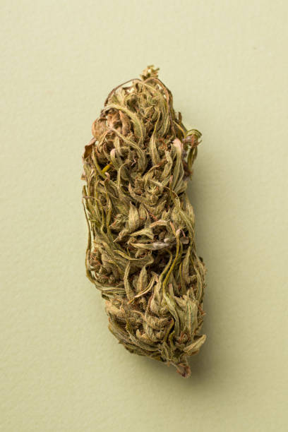 istock dried marijuana on a green background close-up. vertical photo 1220597310
