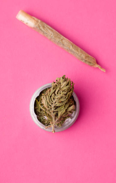 istock whole marijuana on a pink background next to a cigarette. 1220597385