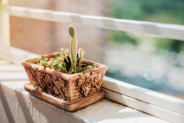 Cactus succulent plants in pot
