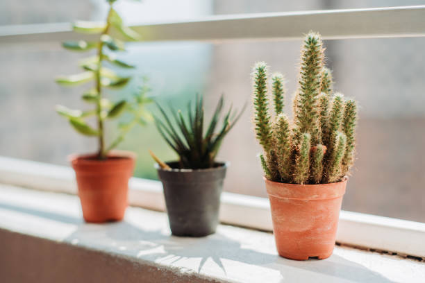 istock Cactus Succulent plants on balcony with natural sunlight at home 1220599009