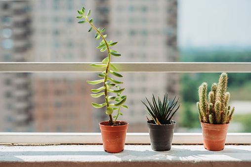 Cactus succulent plants in pots