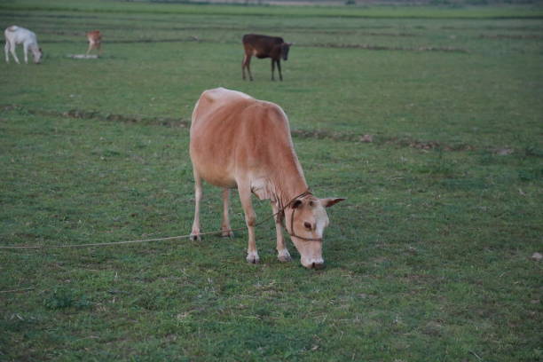 istock Bangladeshi Cow are Eating Grass 1220600135