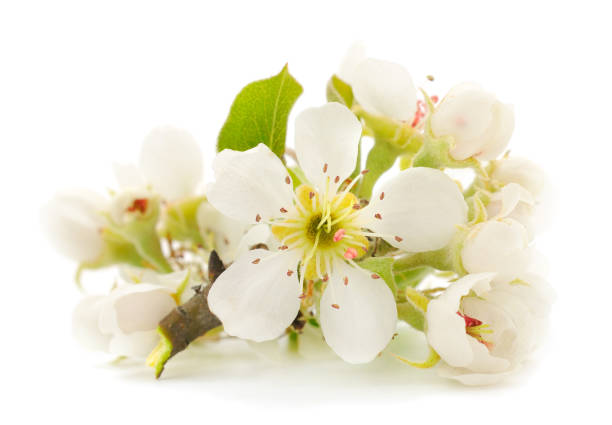 istock Blossoming branch of a pear. 1220600666