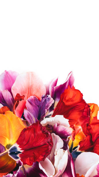 istock Colorful tulip flowers. 1220602179