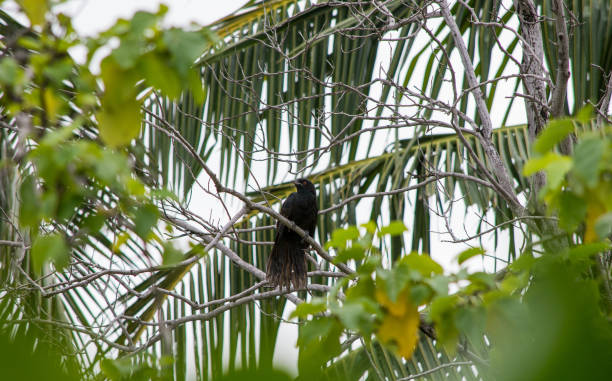 istock Male Asian Koel Tropical Bird 1220603096