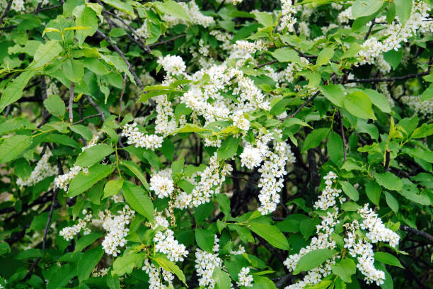 istock Bird cherry flowers and leaves on tree branches in spring. Prunus padus, known as hackberry, hagberry, or Mayday tree 1220603185