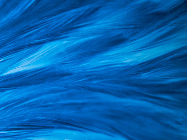 istock Beautiful abstract colorful white and blue feathers on white background and soft white feather texture on blue pattern and blue background, feather background, blue banners 1220605290