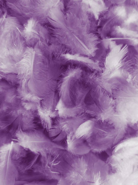istock Beautiful abstract white and purple feathers on white background and soft white feather texture on white pattern and purple background, feather pink background , purple banners 1220605331