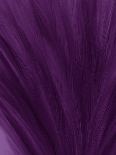 istock Beautiful abstract white and purple feathers on white background and soft white feather texture on white pattern and purple background, feather pink background , purple banners 1220605358