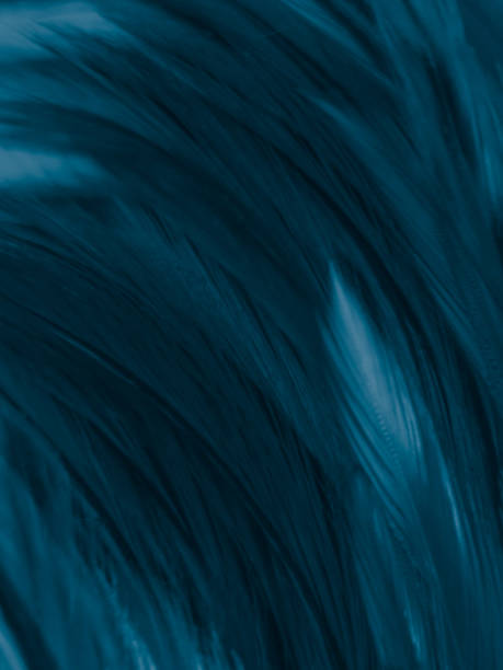 istock Beautiful abstract colorful white and blue feathers on white background and soft white feather texture on blue pattern and blue background, feather background, blue banners 1220605379