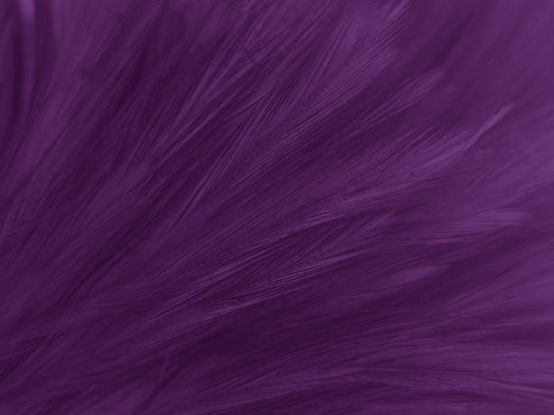 istock Beautiful abstract white and purple feathers on white background and soft white feather texture on white pattern and purple background, feather pink background , purple banners 1220605380