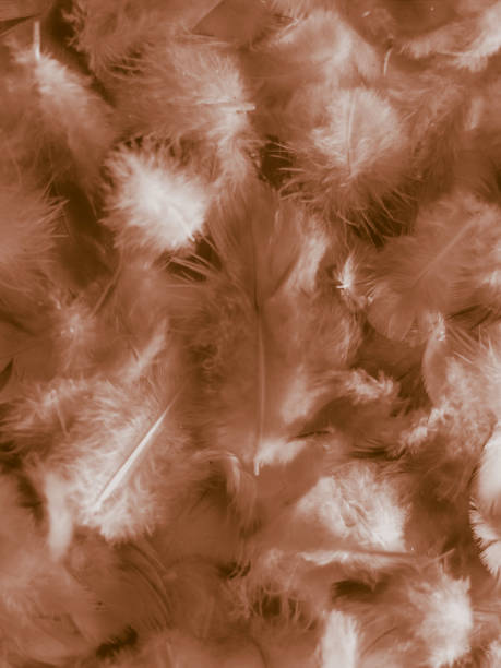 istock Beautiful abstract white and brown feathers on white background and soft yellow feather texture on white pattern and yellow background, feather background, gold feathers banners 1220605448