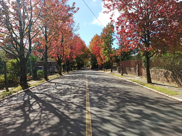 istock Street's of the maple tree 1220605891