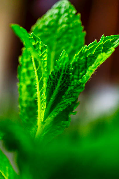 Spearmint leaf close-up