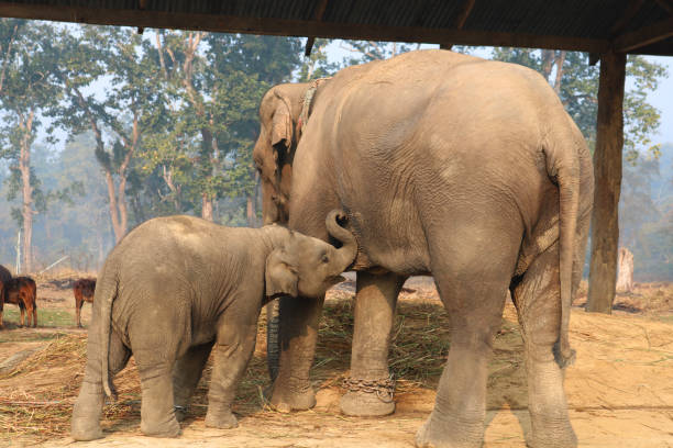 istock BABY ELEPHANT BREASTFEEDING. ELEPHANT BREASTFEEDING IN CHITWAN 1220610910