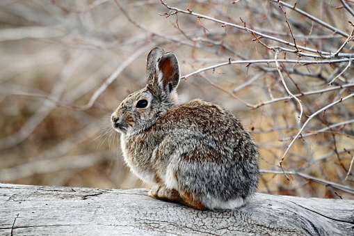 Cottontail rabbit sitting on a log.