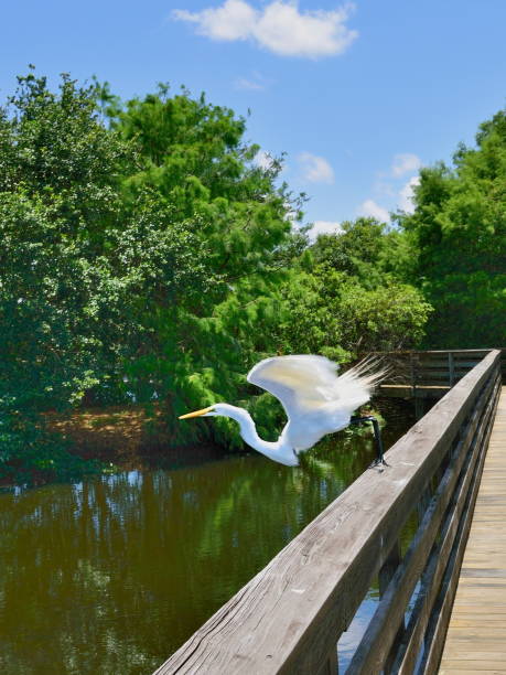 Great Egret Takeoff A Great Egret still in breeding plumage launches off of a bridge railing with a nice leap into the air delray beach fl stock pictures, royalty-free photos & images
