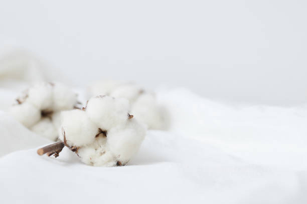 beautiful white cotton flowers. - nobody nature fragility close up imagens e fotografias de stock