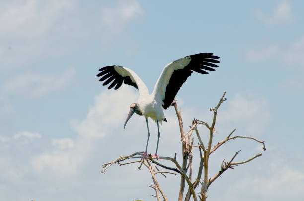A fledgeling wood stork has got itself high up on a tree and is flapping its wings to show its nest mates how good it is, must be a male!