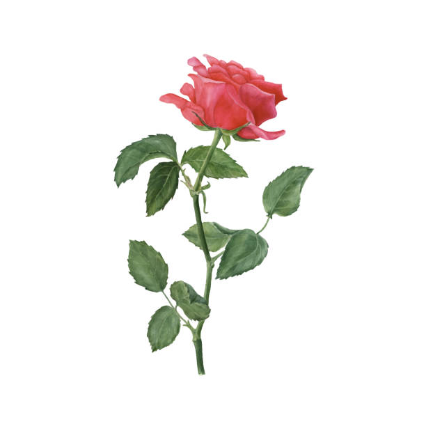 istock Botanical watercolor illustration of red rose isolated on white background. Vector 1220613204