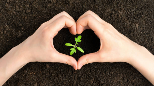 istock Female hand in heart shape with growing seedling. Eco concept. 1220614271