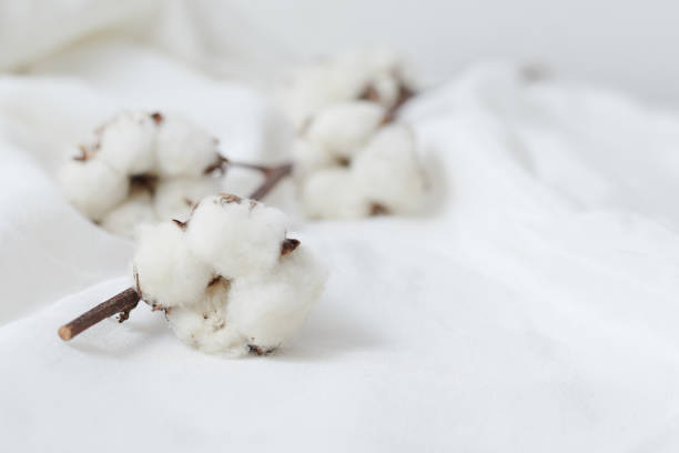 istock Beautiful white cotton flowers. 1220615020