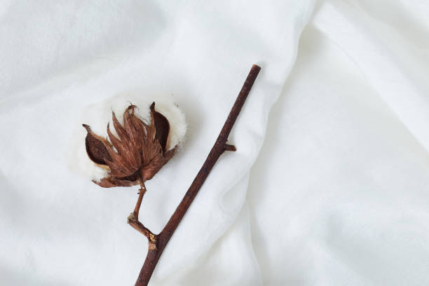 istock Beautiful white cotton flowers. 1220615319