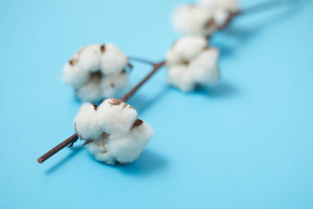 istock Beautiful white cotton flowers. 1220616064