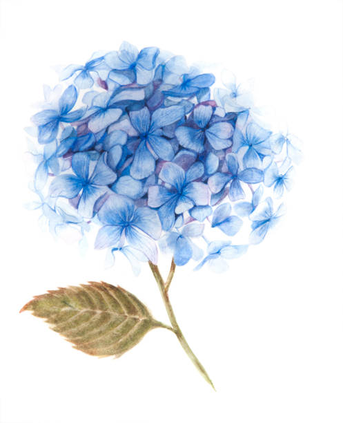 블루 수국 일러스트 - blue close up white background flower head stock illustrations