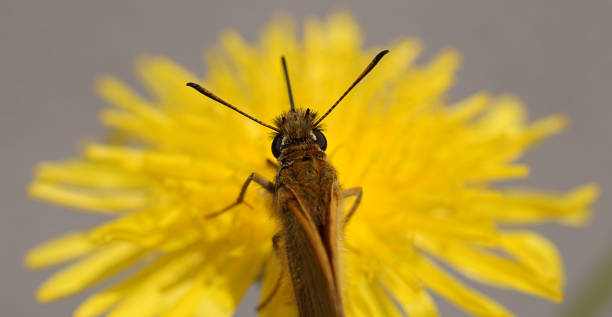 istock Close-up of butterfly on dandelion 1220617009