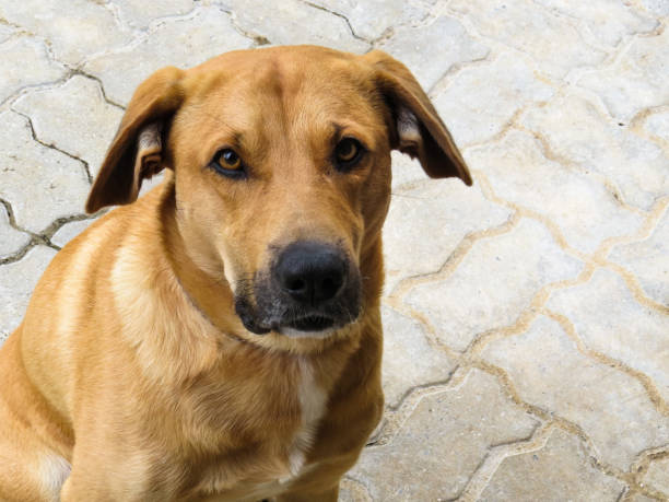 istock Golden Labrador breed dog, in front view, looking at camera. 1220617196