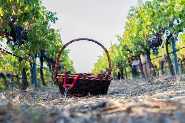 istock Grape Harvesting With Basket and Scissors 1220617658