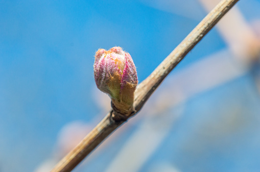 Fresh flower bud on the grapevine.