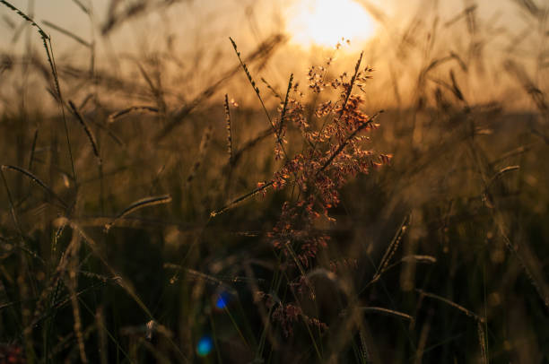 istock Vegetation on the farm 1220618993