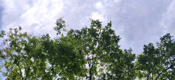 istock Green texture tree leaves against the blue sky 1220619033