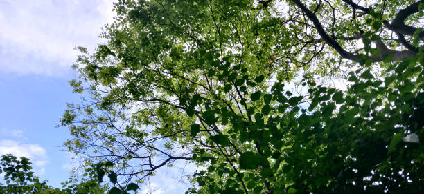 istock Leaves of tree and it's texture 1220619036
