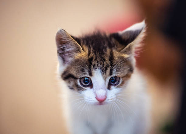 istock Cute little kitten with amazing eyes 1220621014