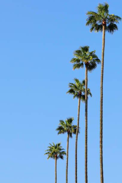 istock Palm Trees - Los Angeles 1220623953
