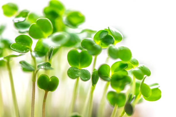 Microgreen in a container close-up. Selective focus. Young spring crop of arugula. Useful greens for proper nutrition Veganism and organic products.