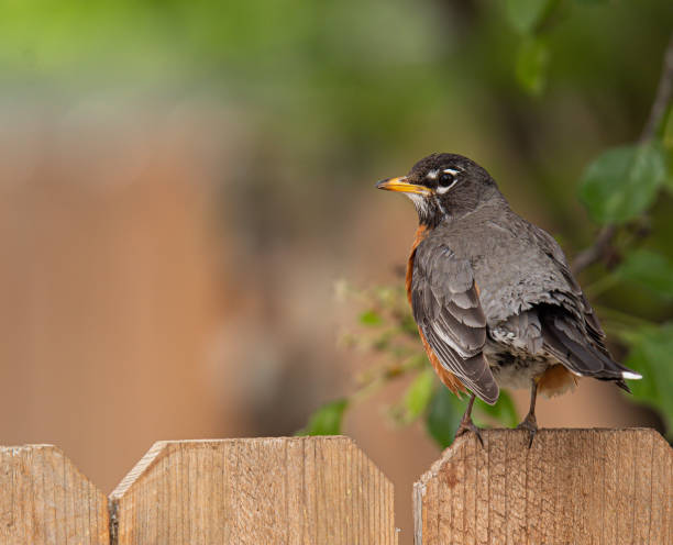 istock Robin sitting on a fence 1220624946
