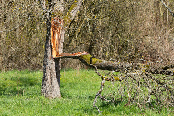 branche arrachée d’un tronc d’arbre pendant une tempête - tree broken branch dividing photos et images de collection