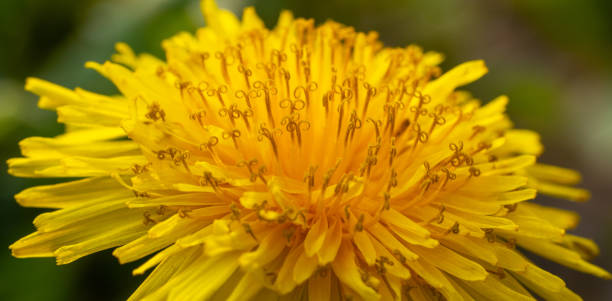 fermez-vous vers le haut du pissenlit jaune de plante de floraison - flower head sunflower chrysanthemum single flower photos et images de collection