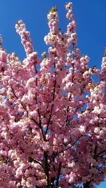 Japanese cherry blossom against clear blue sky