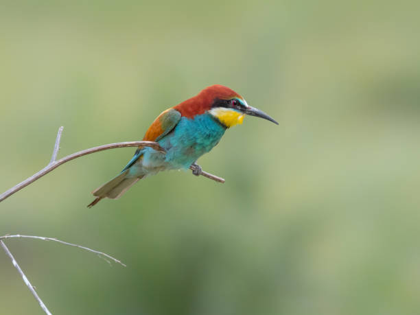 istock European Bee-eater, beautiful colored bird sitting on a twig, Merops apiaster 1220626610