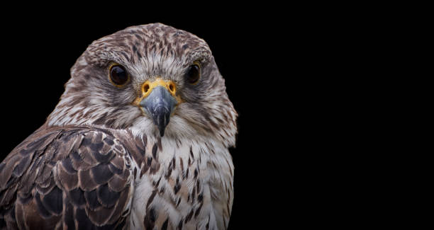 istock Close-up saker falcon (Falco cherrug) isolated on black background, banner format 1220627717
