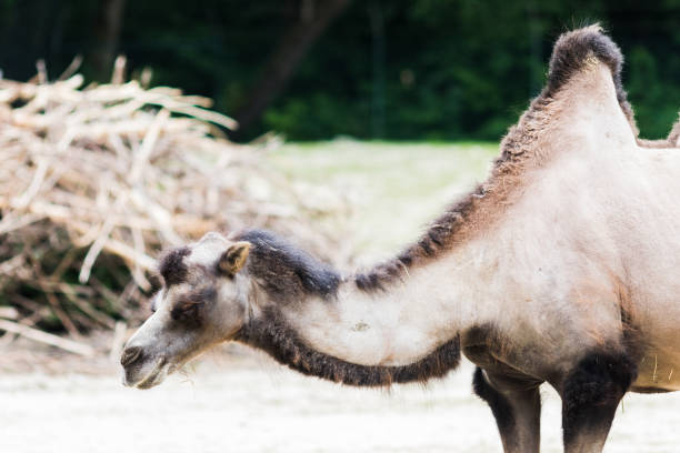 istock dromedary with his two humps in wild life 1220627937