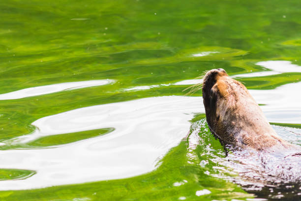 istock sea lion lying in the sun on the seashore 1220627943