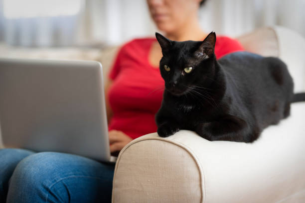 istock Woman working from home and sitting with her cat 1220628065