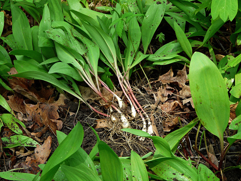Wild Leeks are onion-like plants that grow in the woods. The smooth, elliptical-shaped leaves come up in the spring, making them very easy to spot in a forest. They are easily distinguished due to their scent; both the leaves and bulbs smell like onions.