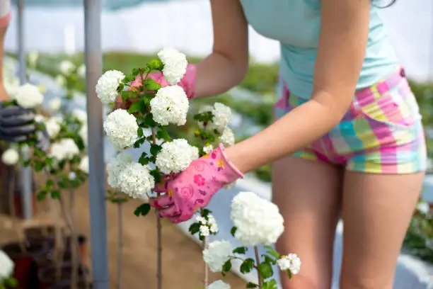 Two young women working in the greenhouse in spring.